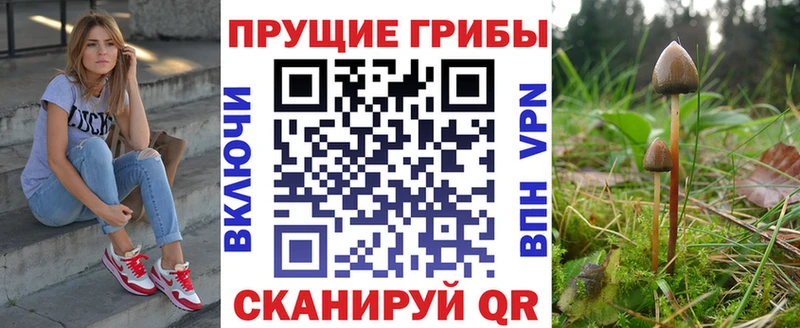 Купить  Новосиль  Галлюциногенные грибы GOLDEN TEACHER 